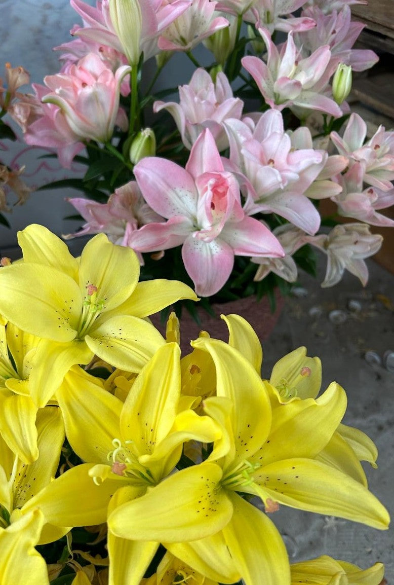 Lilium de maceta (pronto)
