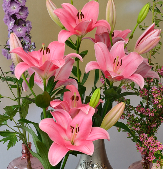 Lilium de corte (pronto)