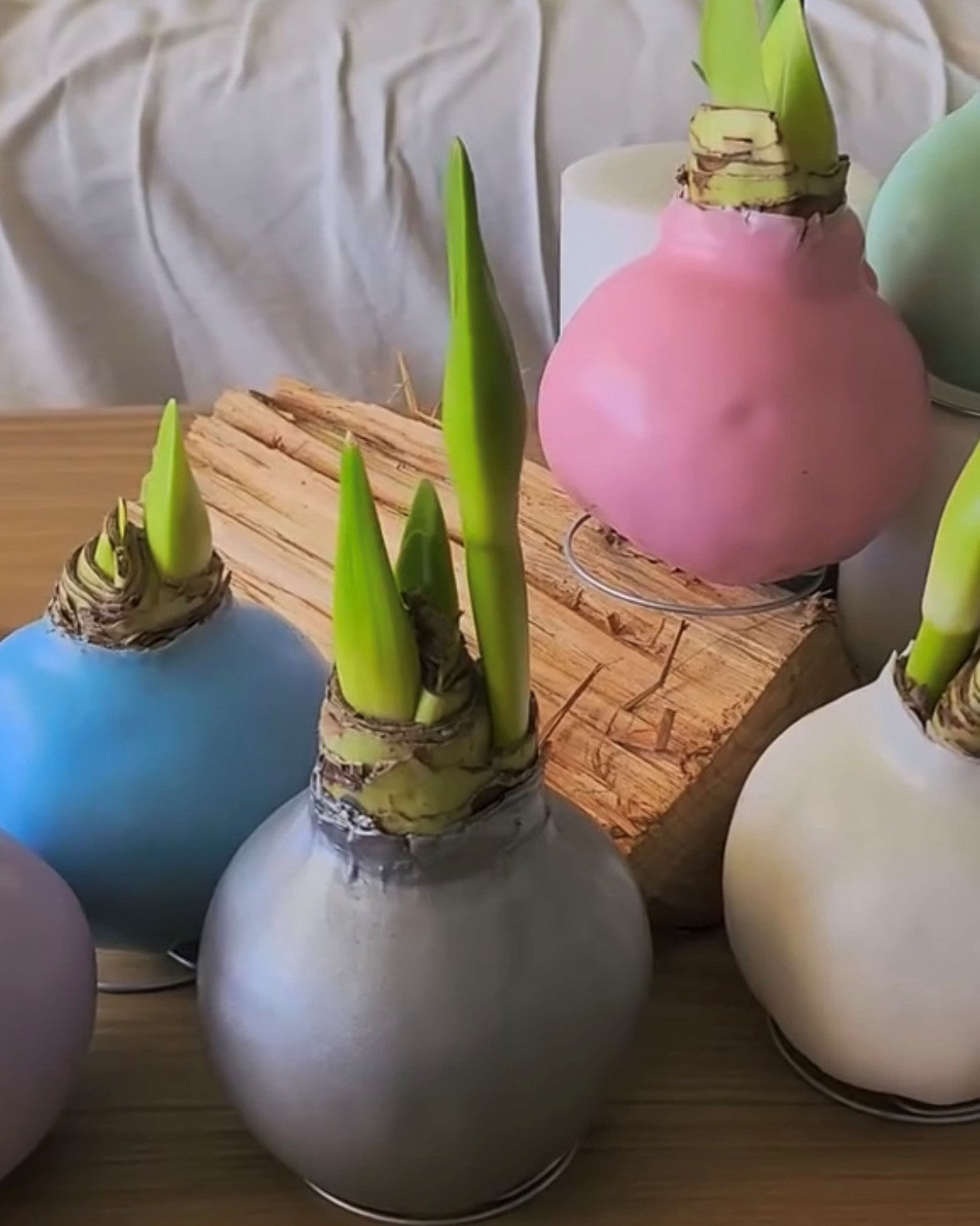 Amaryllis wax