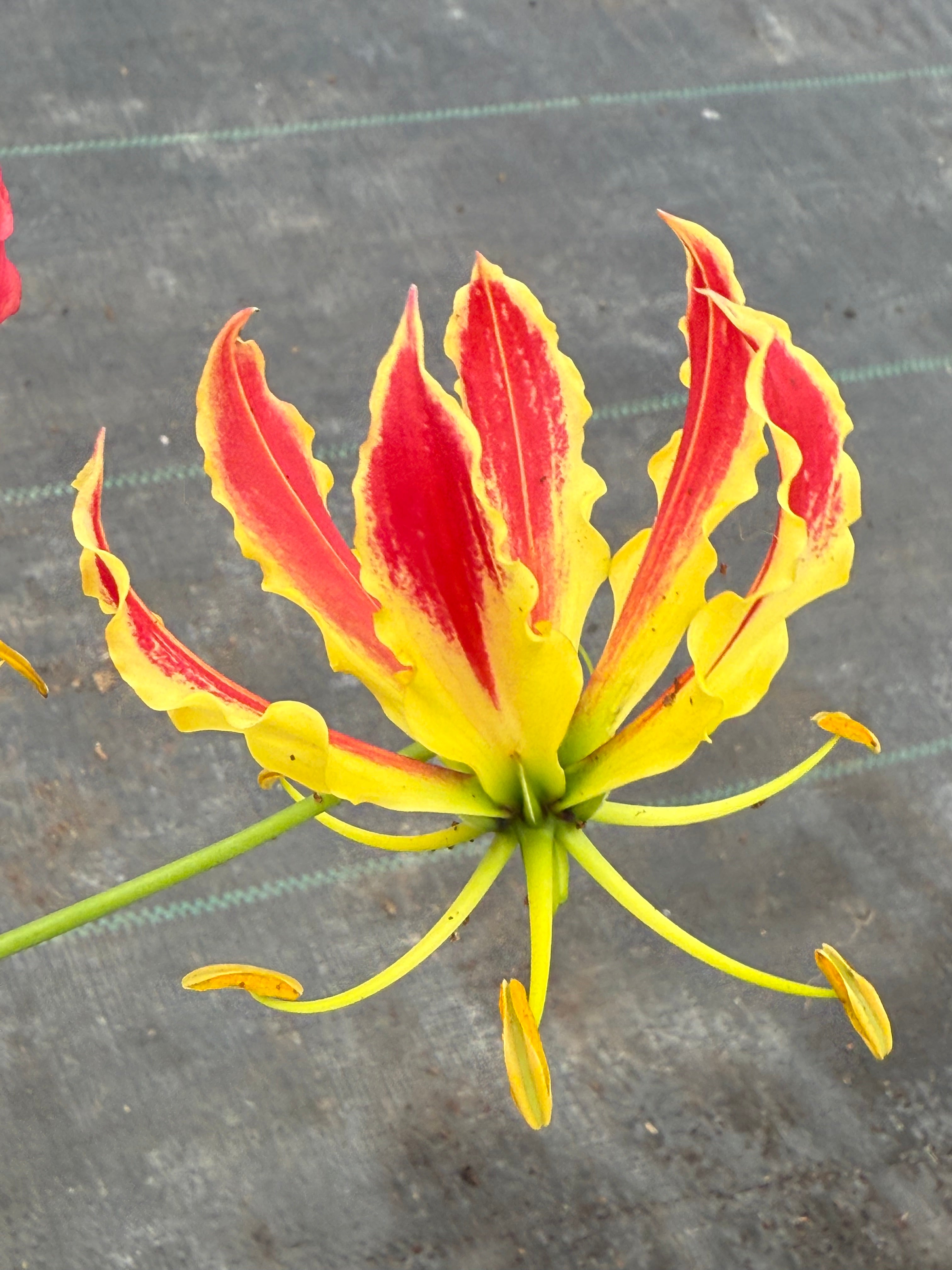 Gloriosa Superba mayorista