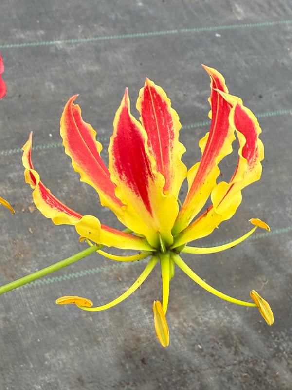 Gloriosa Superba mayorista
