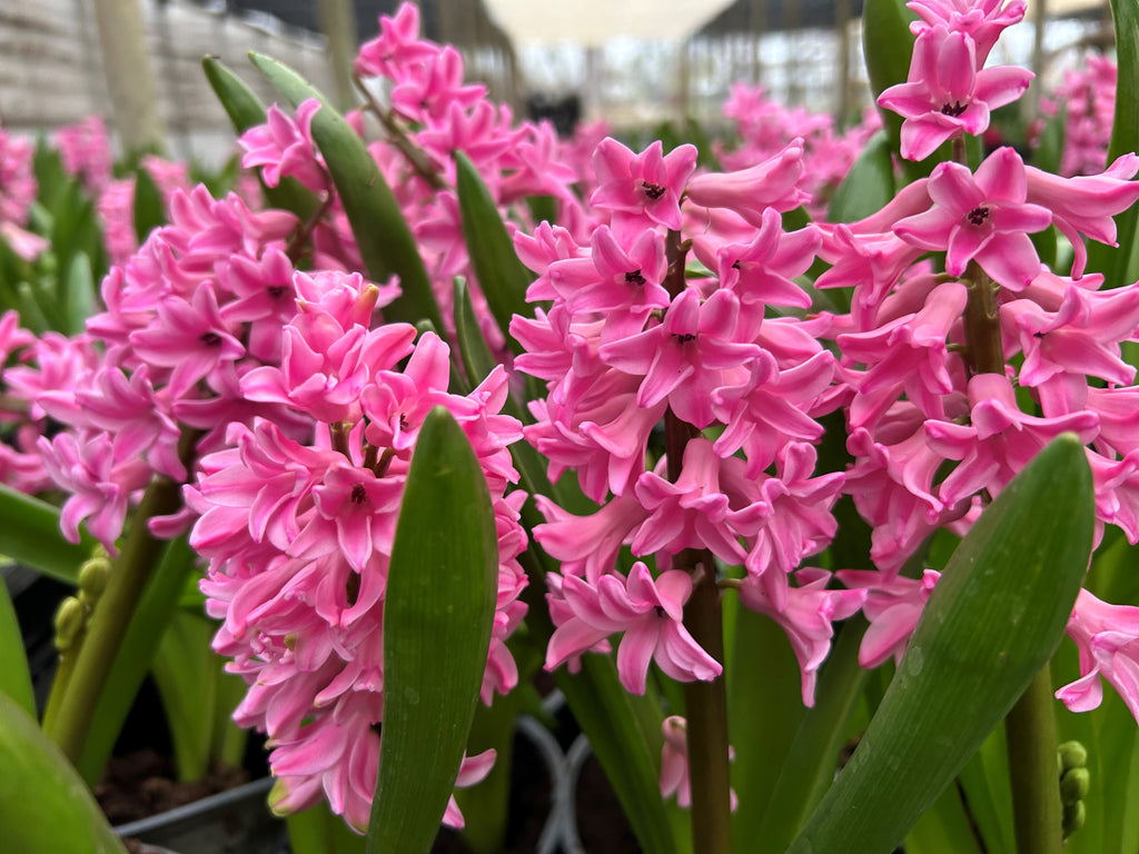 Jacinto Pink Surprise