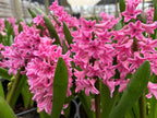 Jacinto Pink Surprise