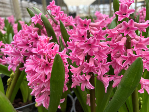 Jacinto Pink Surprise
