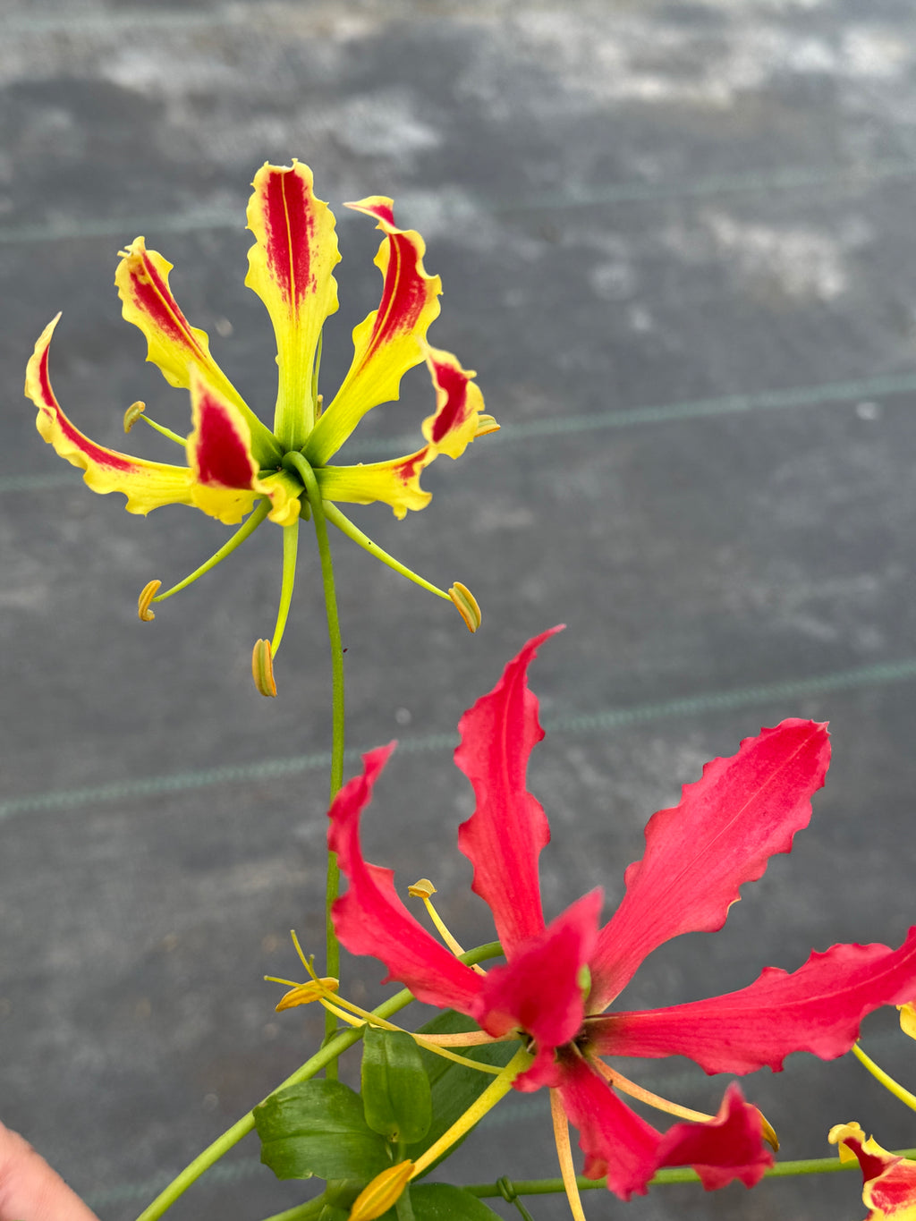 Gloriosa Superba mayorista