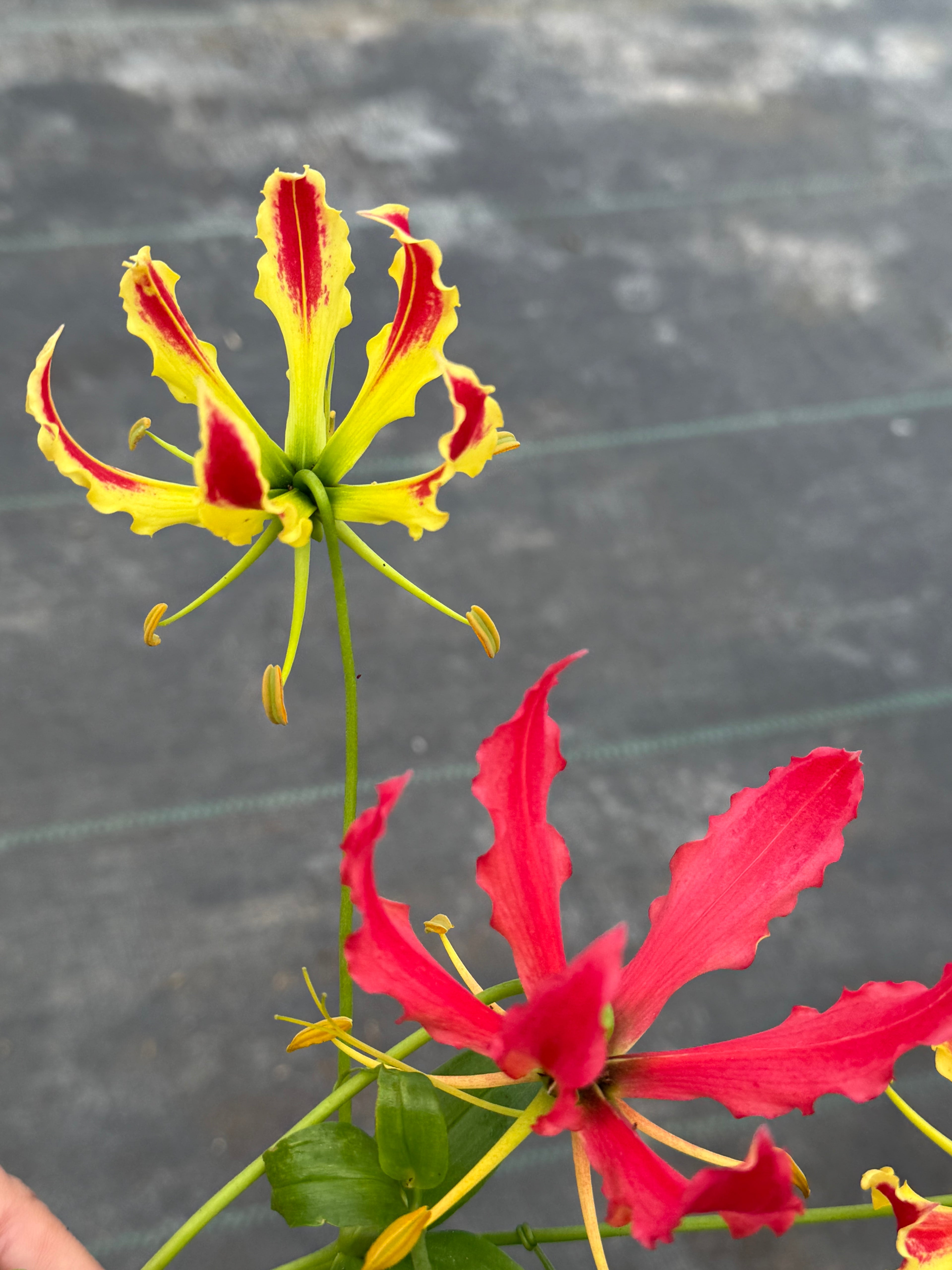 Gloriosa Superba mayorista