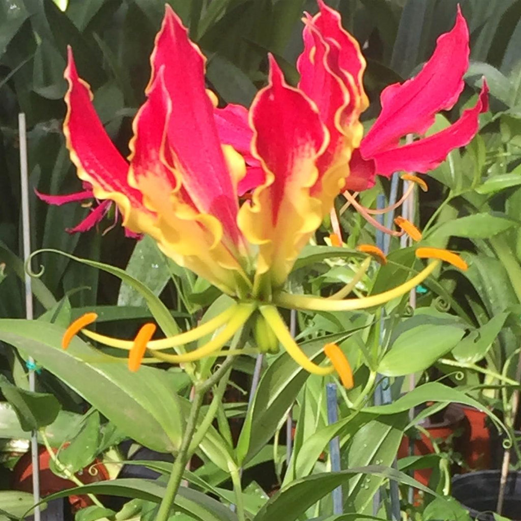 Gloriosa Superba mayorista