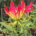 Gloriosa Superba mayorista