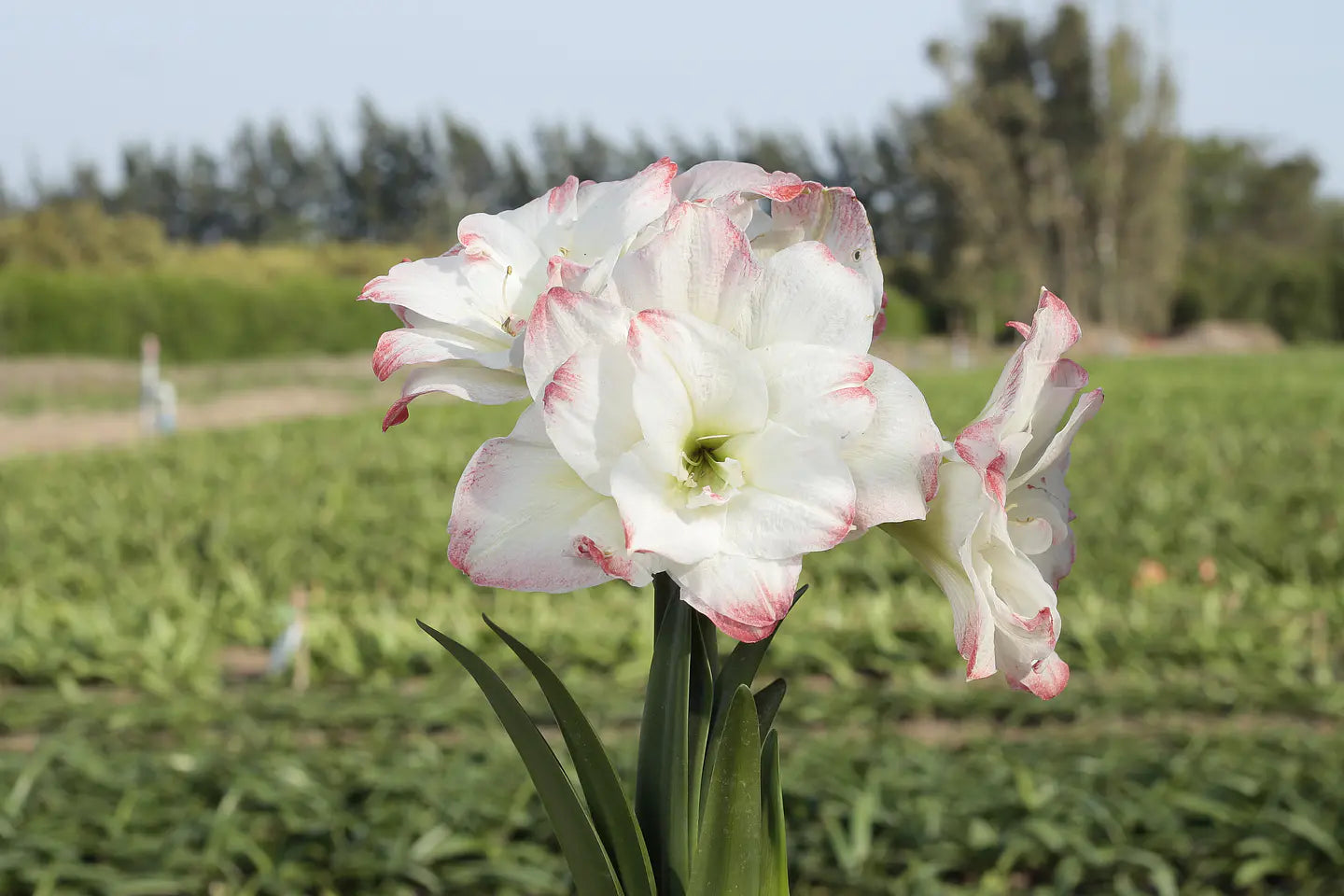 Amaryllis Amadeus mayorista