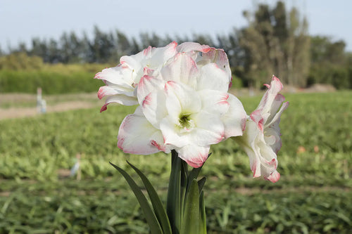Amaryllis Amadeus mayorista