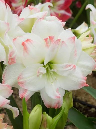Amaryllis Amadeus mayorista