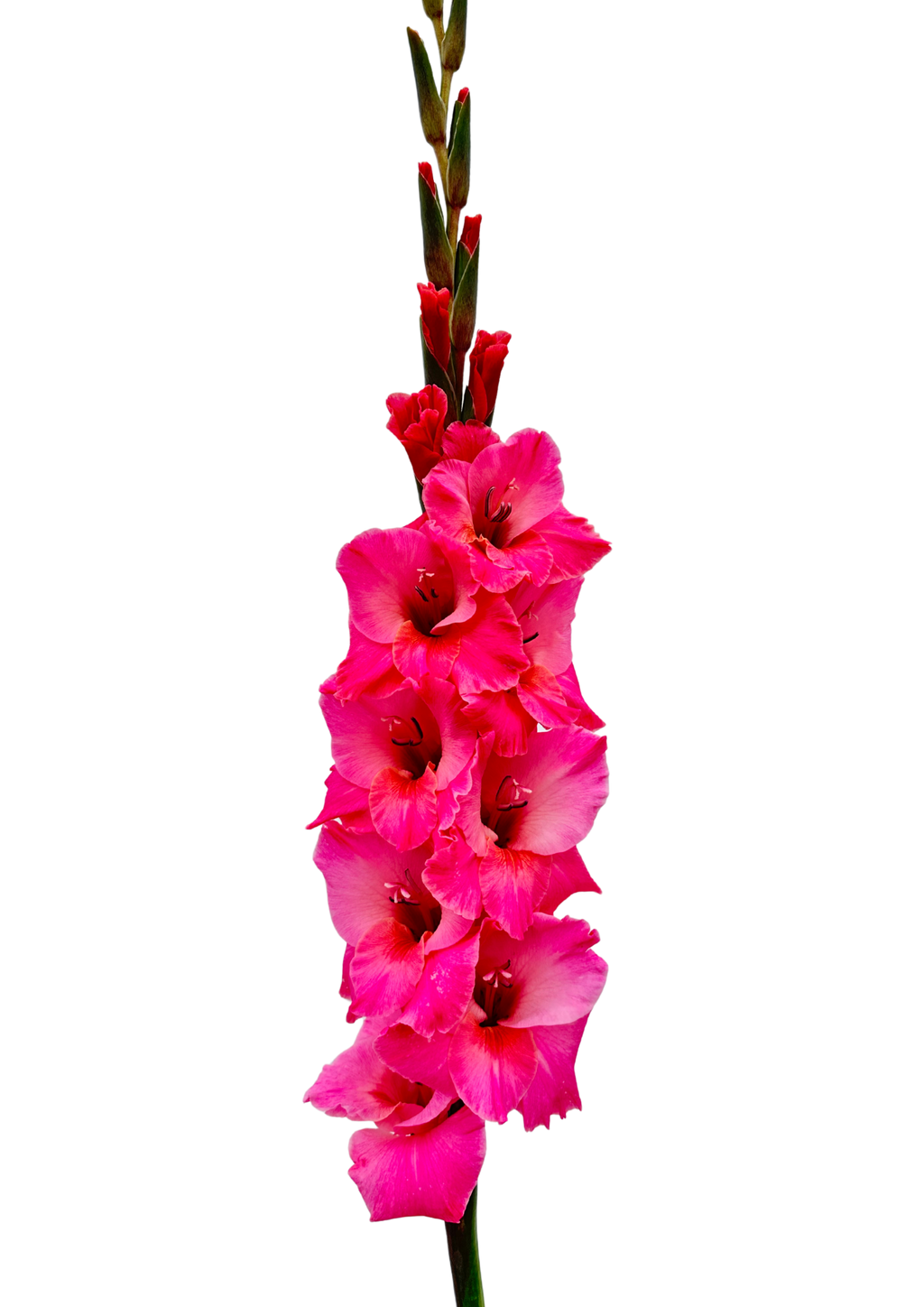 Gladiolo Bartok