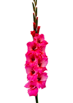 Gladiolo Bartok
