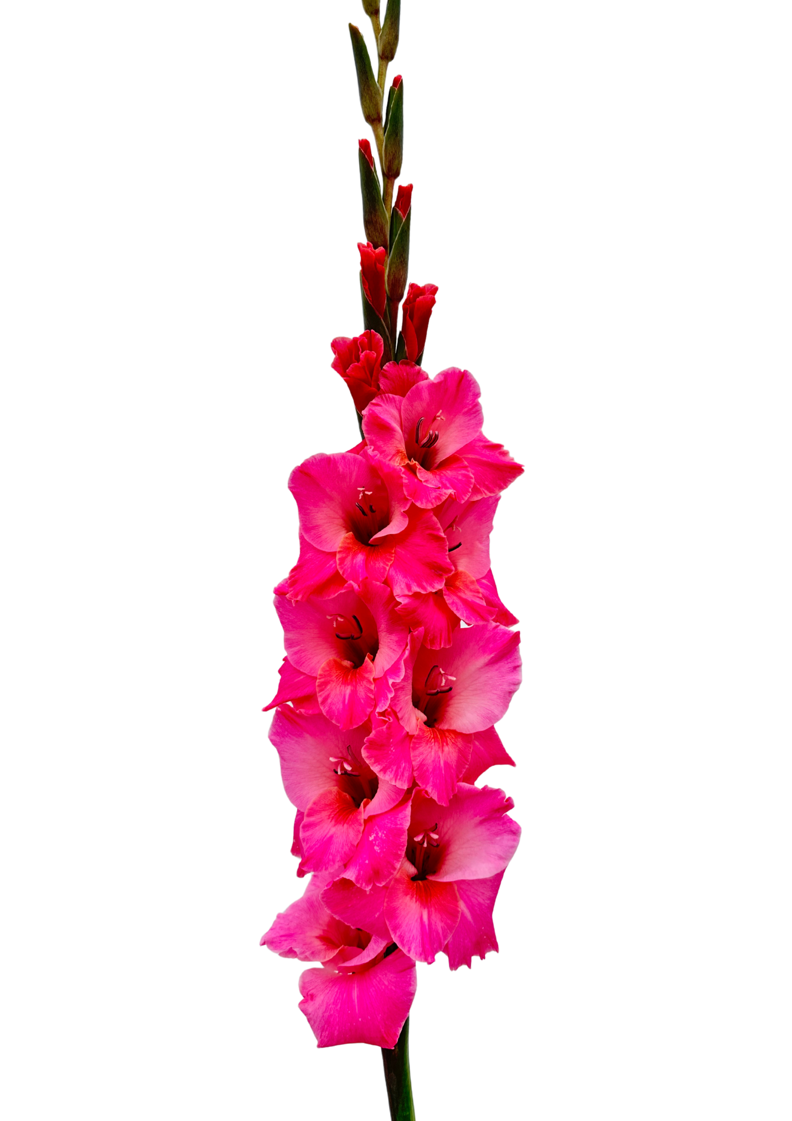 Gladiolo Bartok