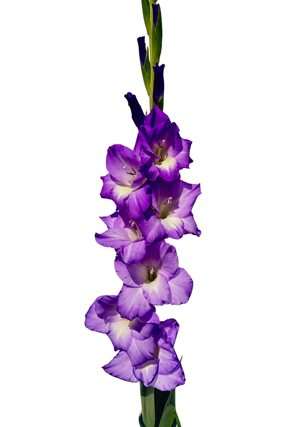 Gladiolo Blue Storm