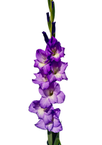 Gladiolo Blue Storm