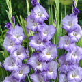 Gladiolo Blue Storm