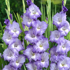 Gladiolo Blue Storm