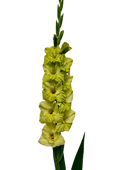 Gladiolo Bowie