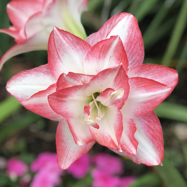Amaryllis Wax verde agua mayorista