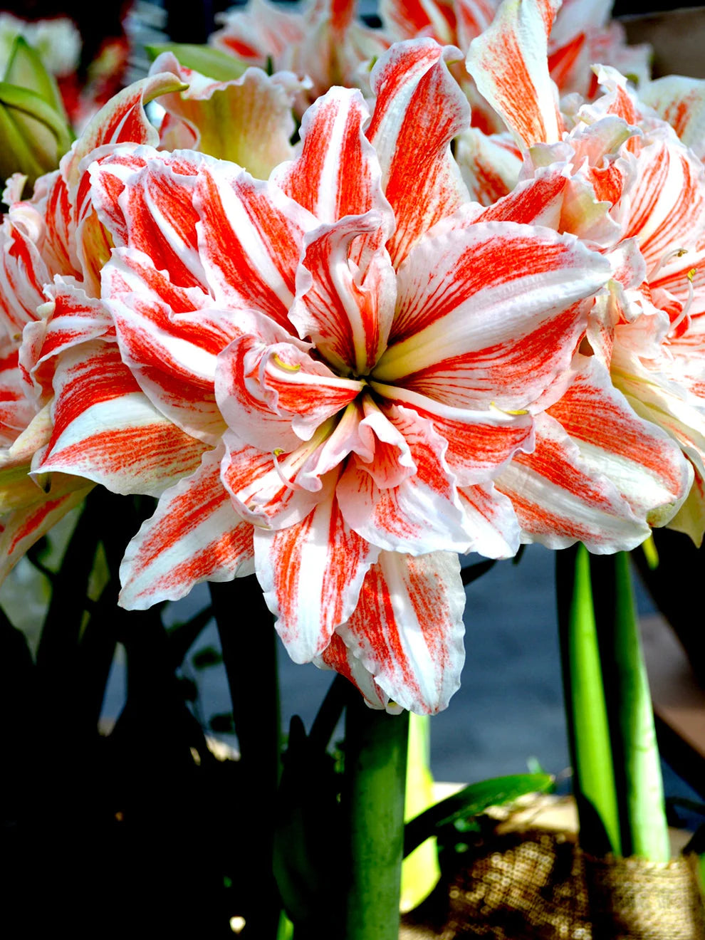 Amaryllis Dancing Queen mayorista