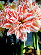Amaryllis Dancing Queen mayorista