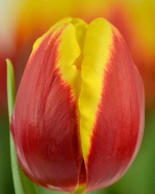 Tulipán Denmark
