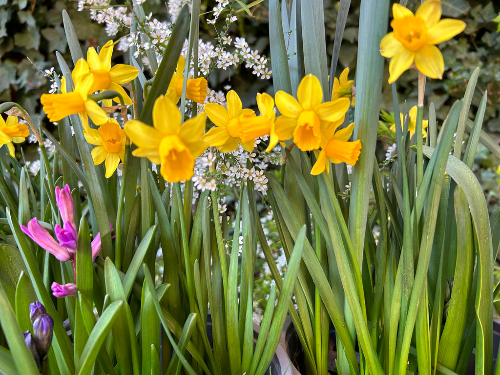 Narciso Tete a tete