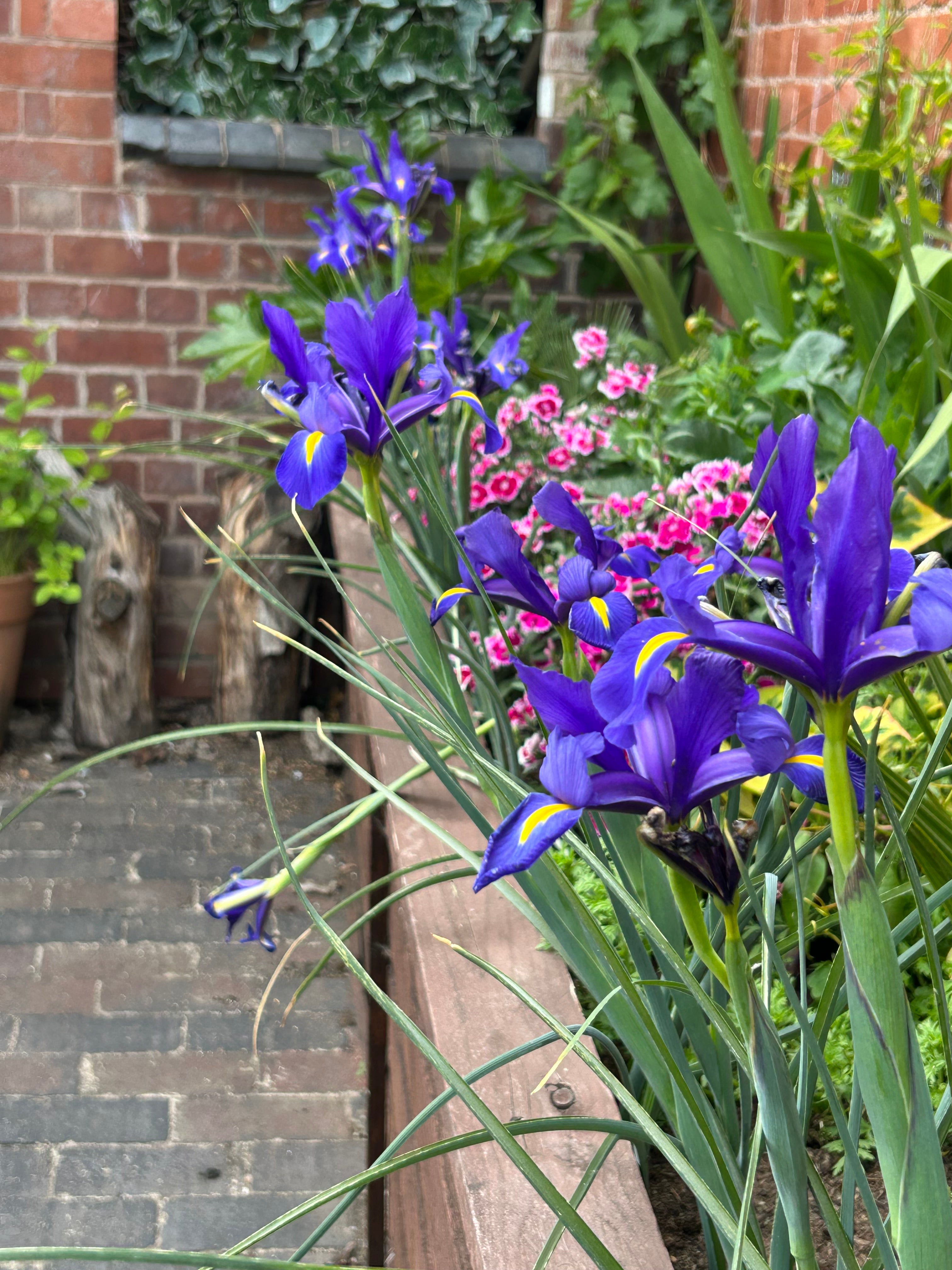 Iris holándica Blue Magic