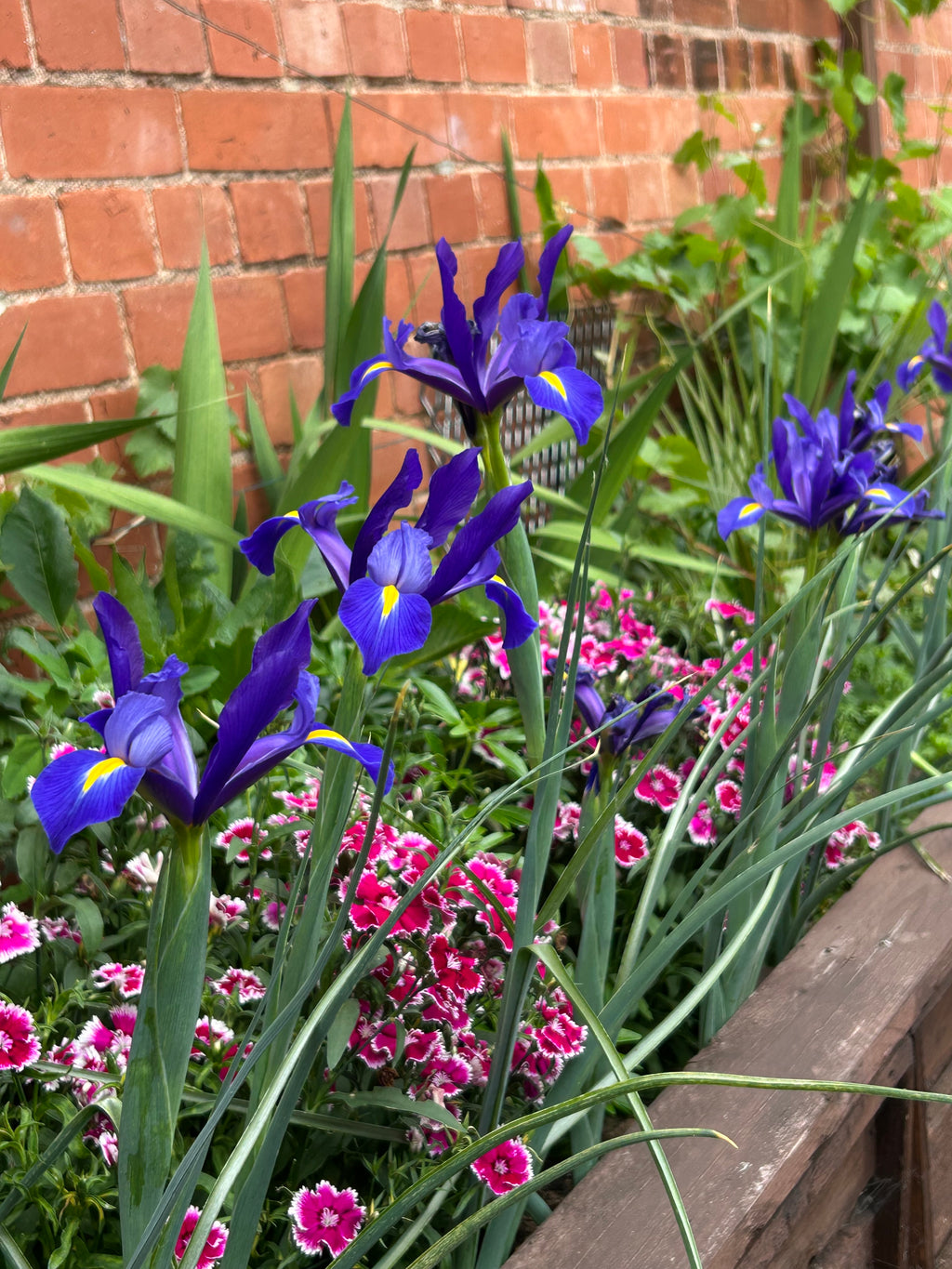 Iris holándica Blue Magic