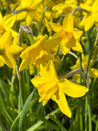 Narciso Golden Carpet