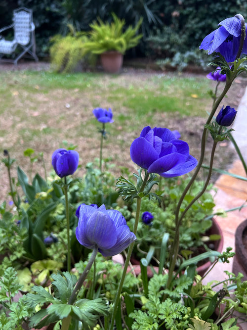 Anémonas Mr. Fokker