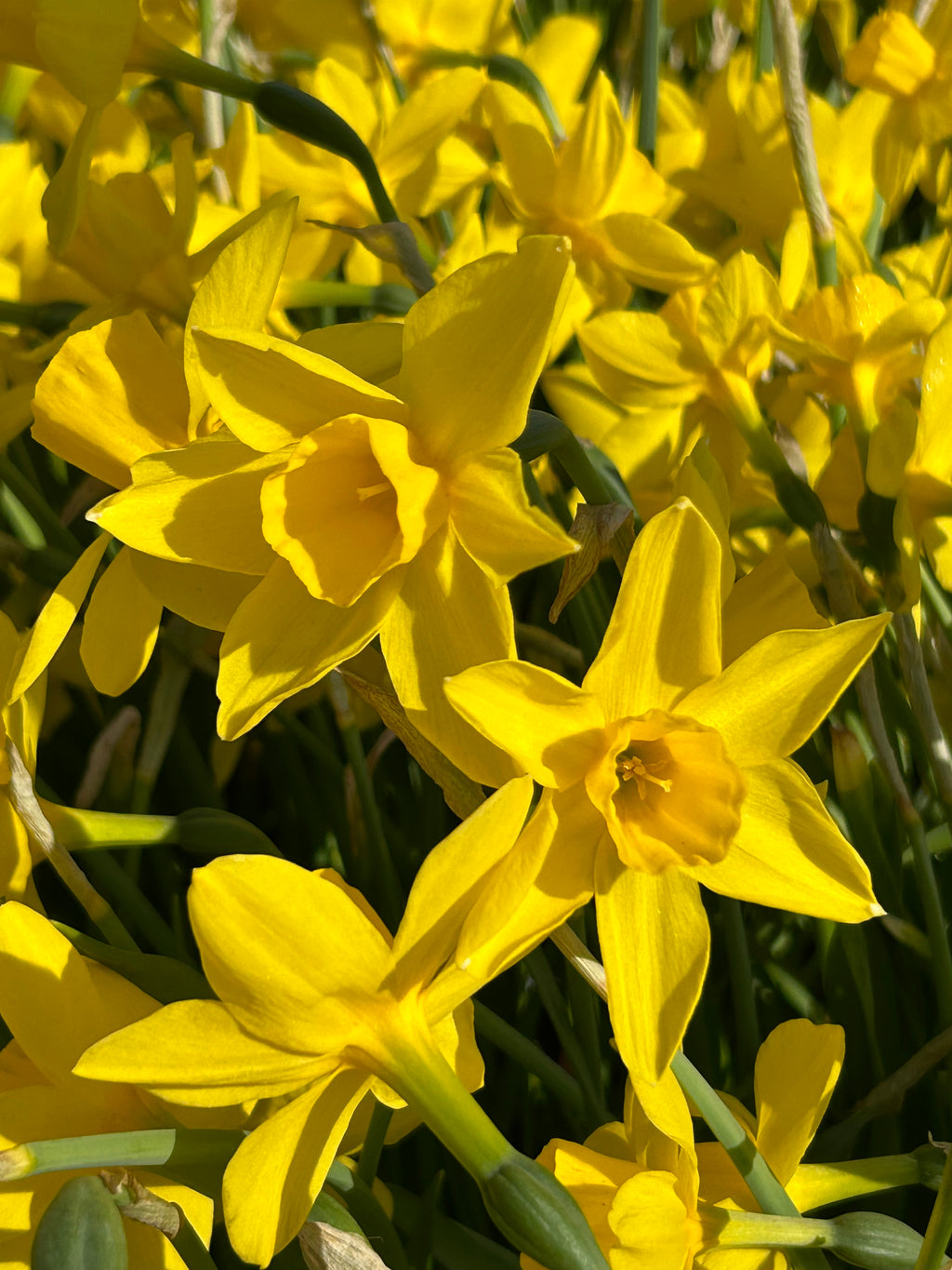Narciso Tete a tete