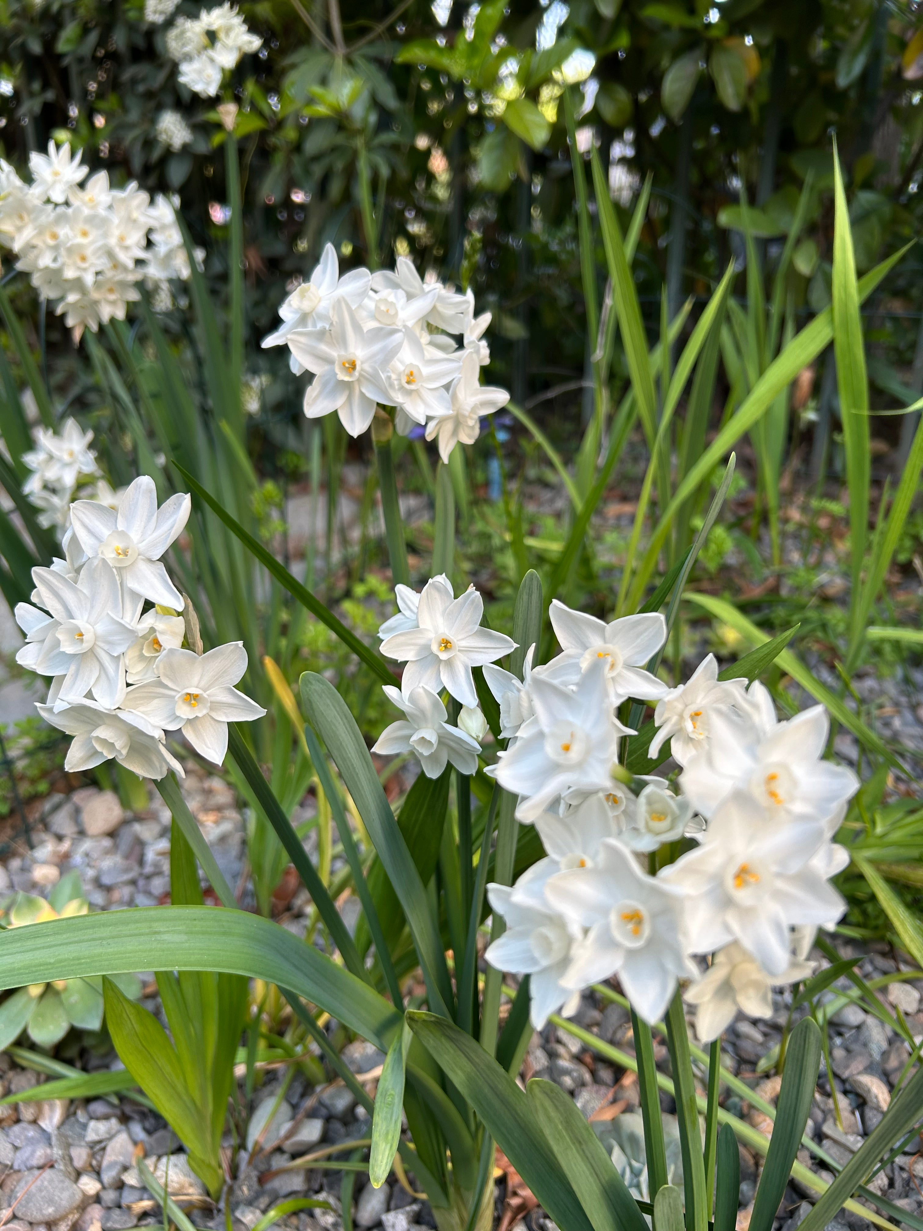 Narciso Paperwhite
