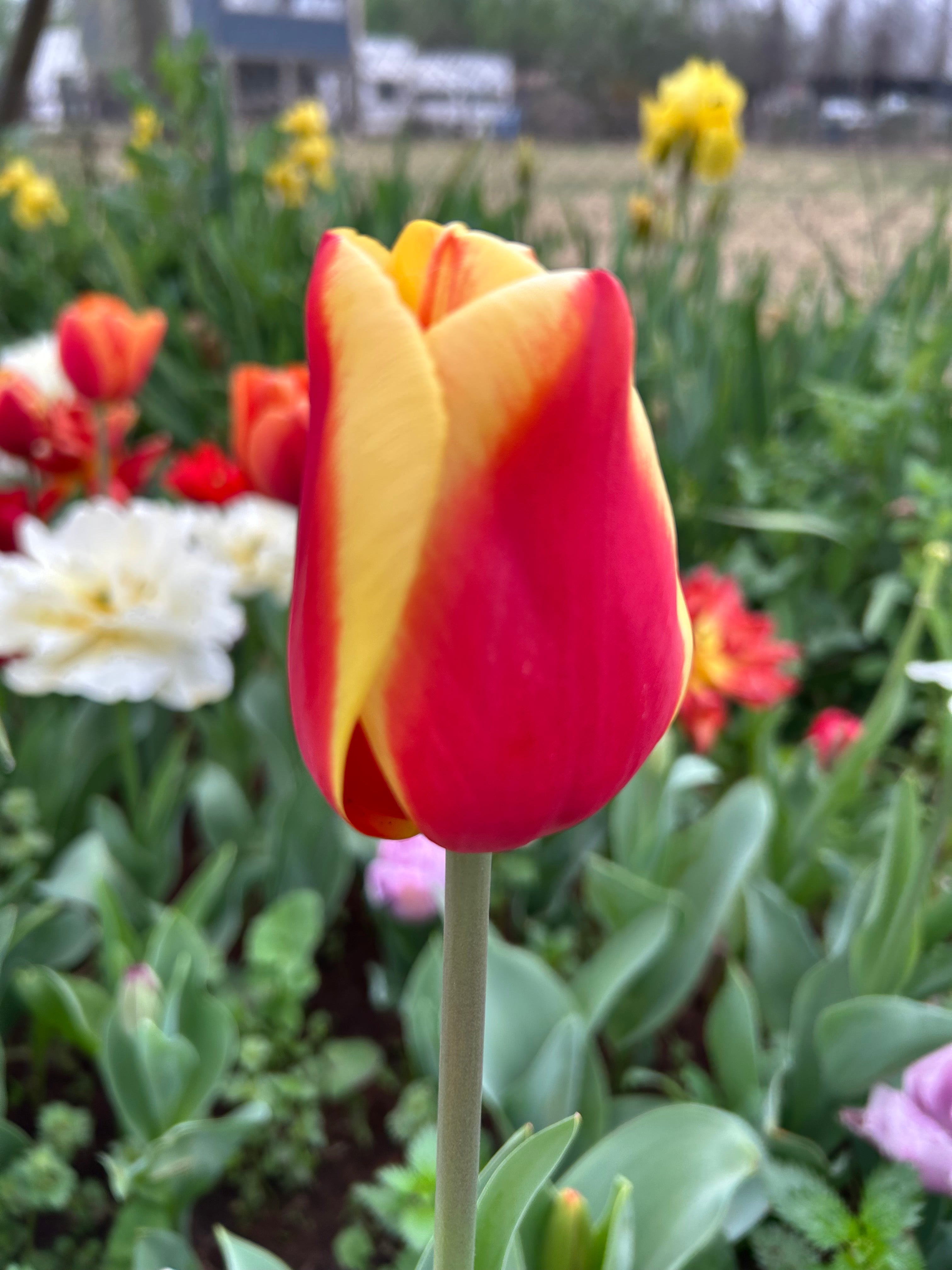 Tulipán Tarzan