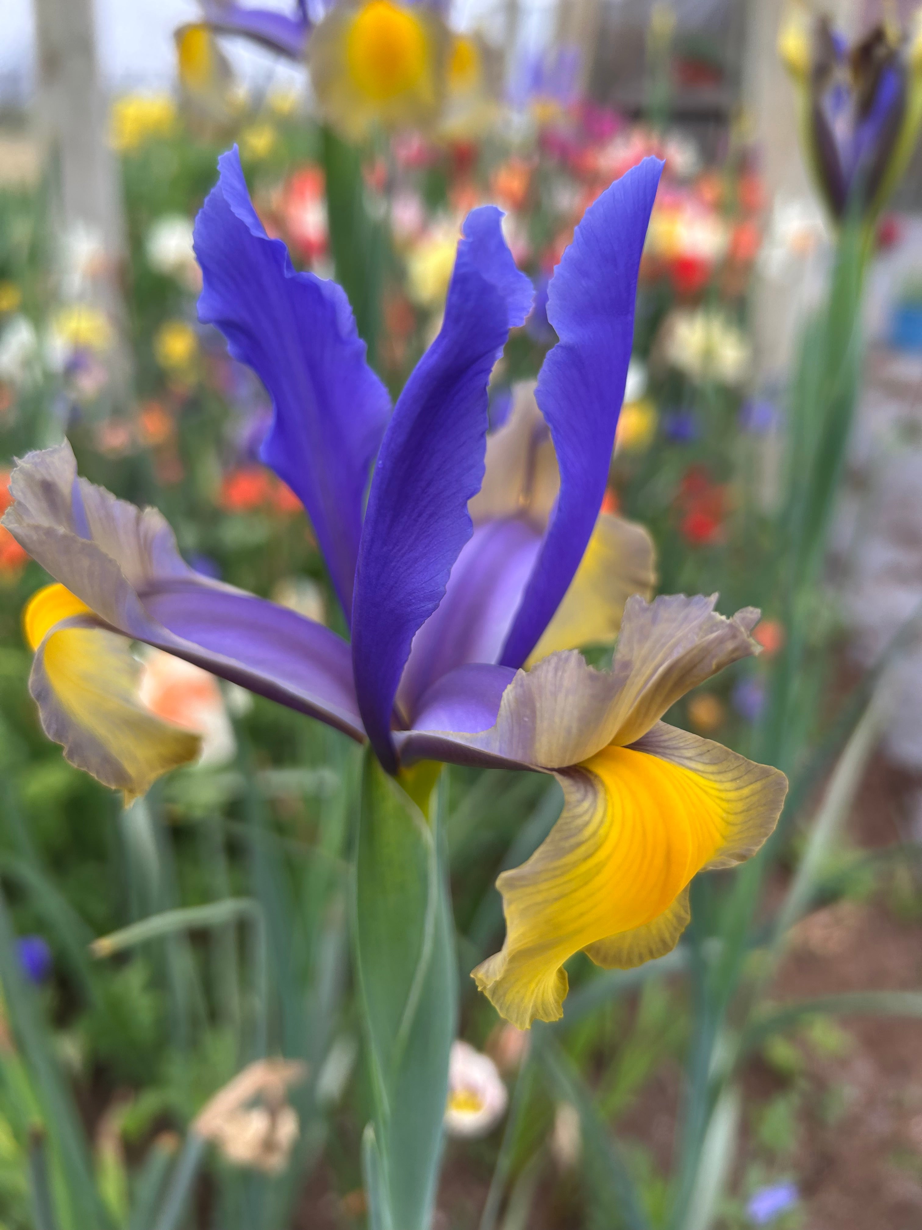 Iris holándica Miss Saigon