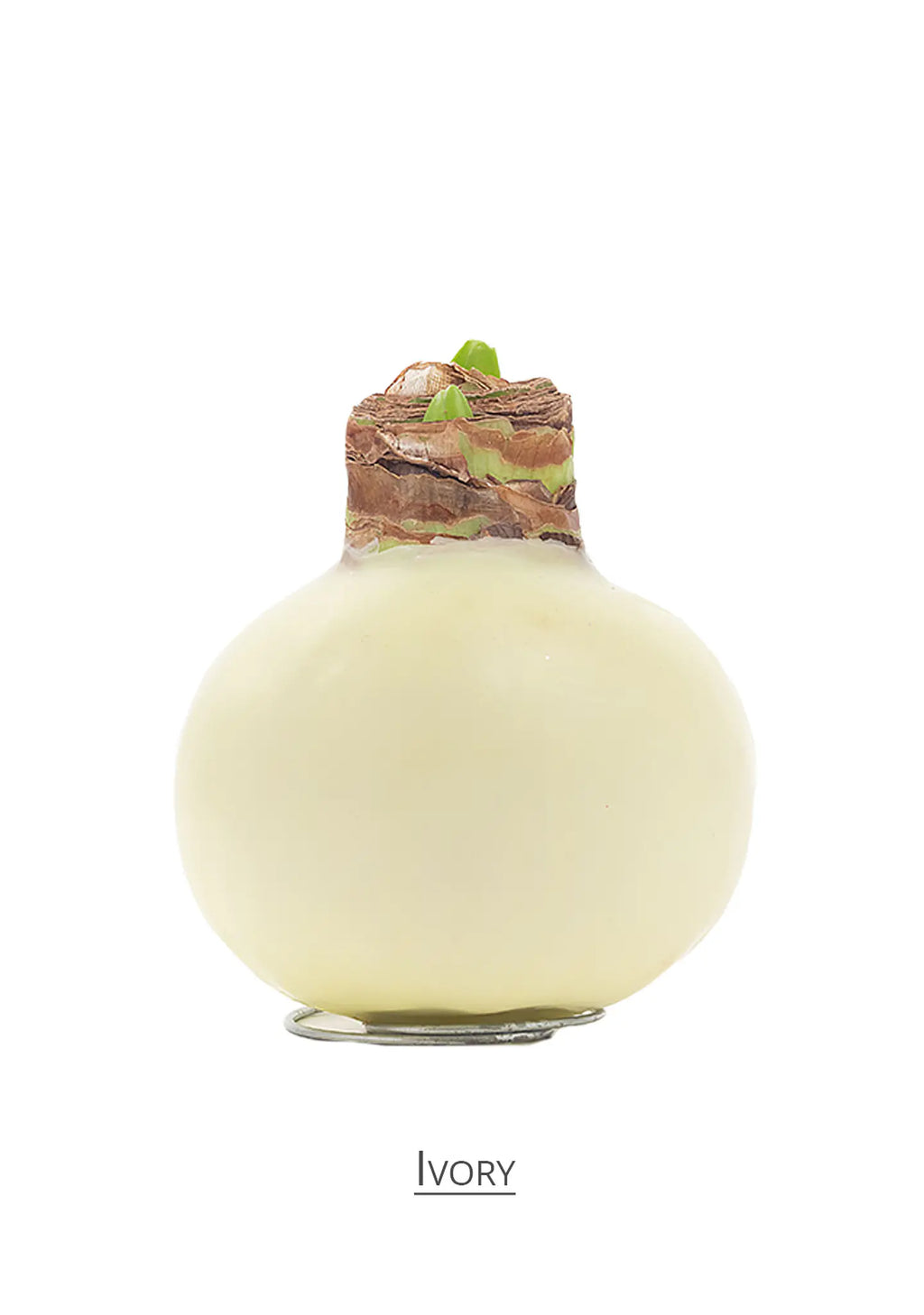Amaryllis Wax Ivory