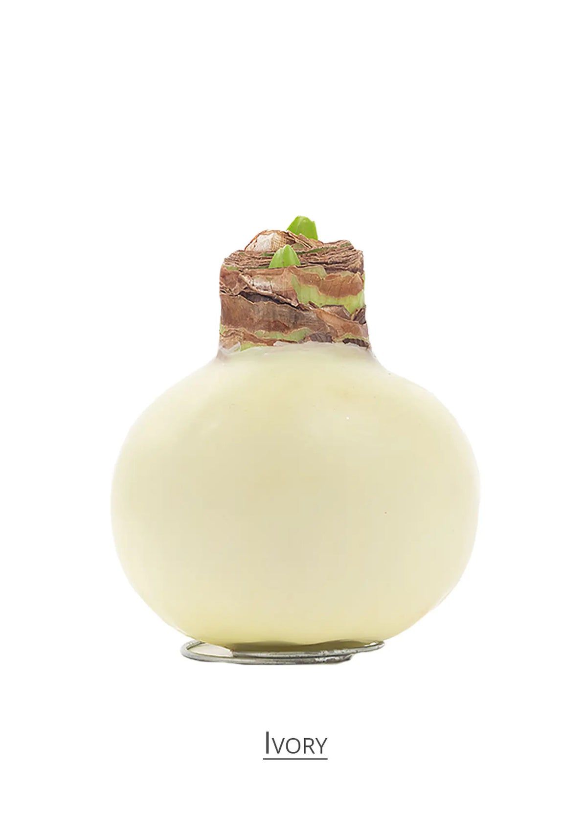 Amaryllis Wax Ivory