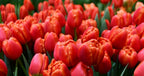 Tulipán Icoon