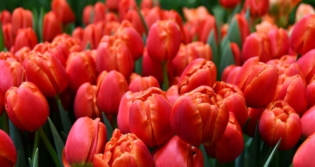 Tulipán Icoon