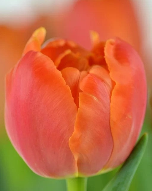 Tulipán Icoon
