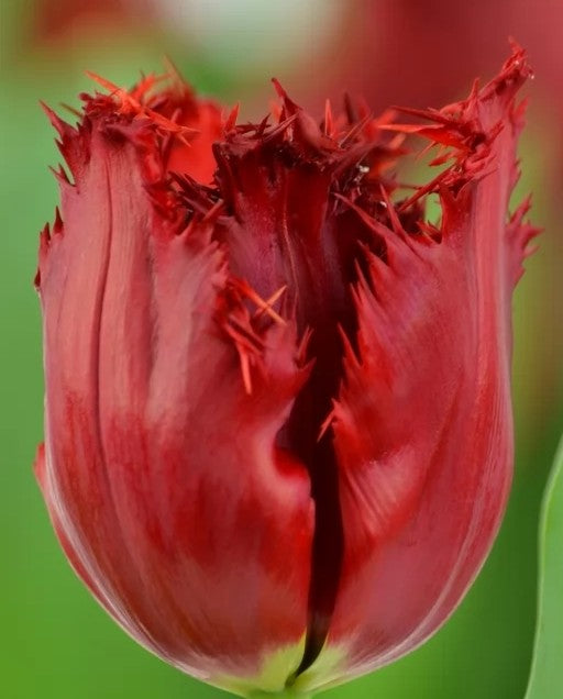 Tulipán Indiana