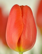 Tulipán Time Out