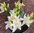 Lilium Pura Puro