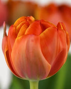 Tulipán Queensday