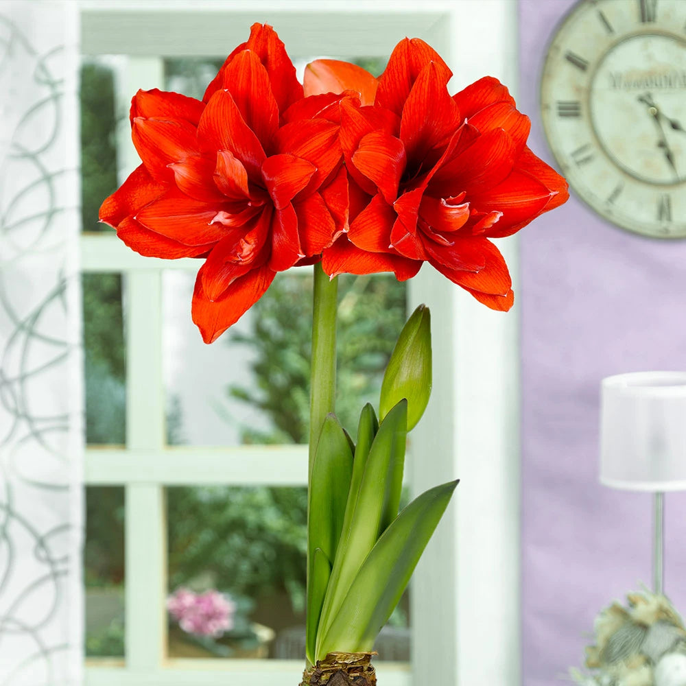 Amaryllis Red Peacock mayorista