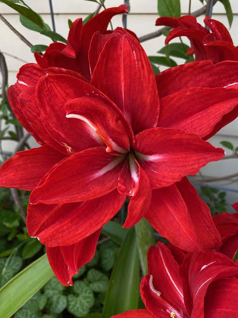 Amaryllis Red Peacock mayorista