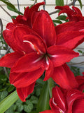 Amaryllis Red Peacock mayorista