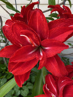 Amaryllis Red Peacock mayorista