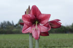 Amaryllis Revelation mayorista
